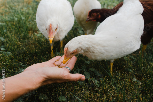 woman's hand offering chickens grub
