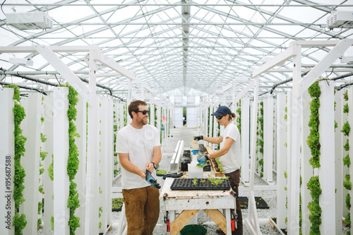 Young sustainable farmers enjoying work in the greenhouse