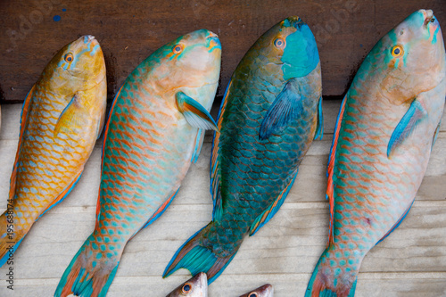 Parrot fish lay on wooden floor. Beautiful colors