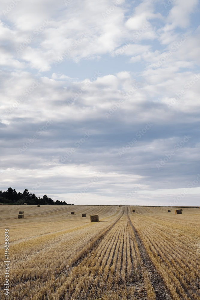 Straw bales in a recently harvested field at sunset. Norfolk, UK Straw bales in a recently harvested field at sunset. Norfolk, UK