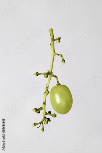 grape photo