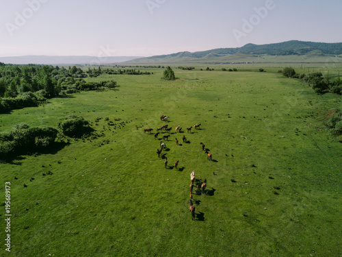 Wild horses running in landscape photo