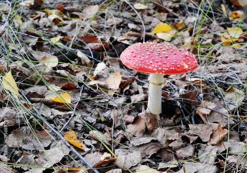 A bright fly agaric lonely stands in the autumn grass.