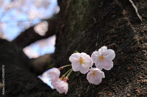 桜の風景 © phototenki