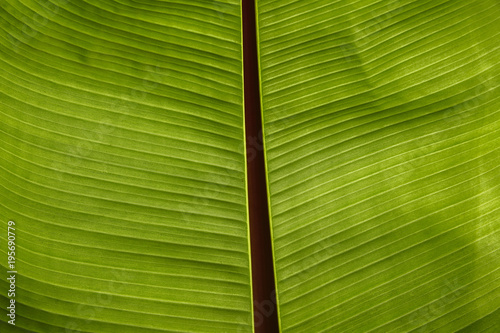 Texture of a Leaf photo