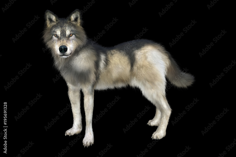 Fototapeta premium 3D rendering of a gray and brown wolf isolated on black background
