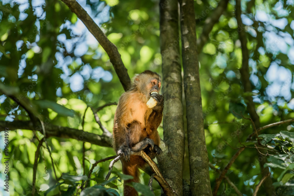 The Island of the monkeys- Puerto Maldonado Peru The Island of the monkeys- Puerto Maldonado Peru