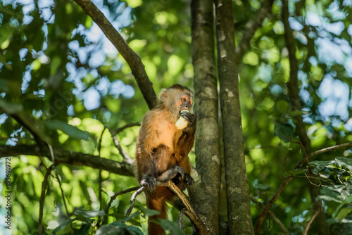 Photography The Island of the monkeys- Puerto Maldonado Peru