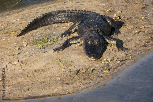 american alligator is waiting for you to cross the path
