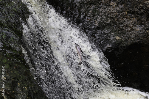 The mighty atlantic salmon travelling to spawning grounds during the summer in the Scottish highland. The salmon in this picture is leaping up the  a very large waterfall called the Falls of Shin 