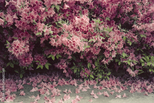 Azalea bush photo