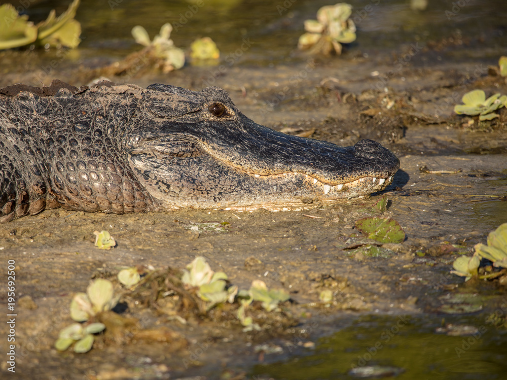 adult american alligator side profile sitting on the banks at sunset adult american alligator side profile sitting on the banks at sunset