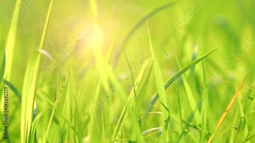 Close up slow motion grass in Meadow on light sun morning photo