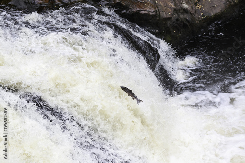 The mighty atlantic salmon travelling to spawning grounds during the summer in the Scottish highland. The salmon in this picture is leaping up the  a very large waterfall called the Falls of Shin  © jamie