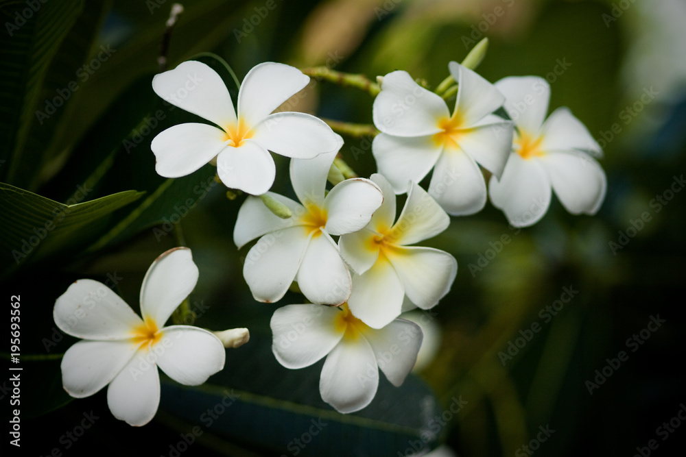 plumeria plumeria
