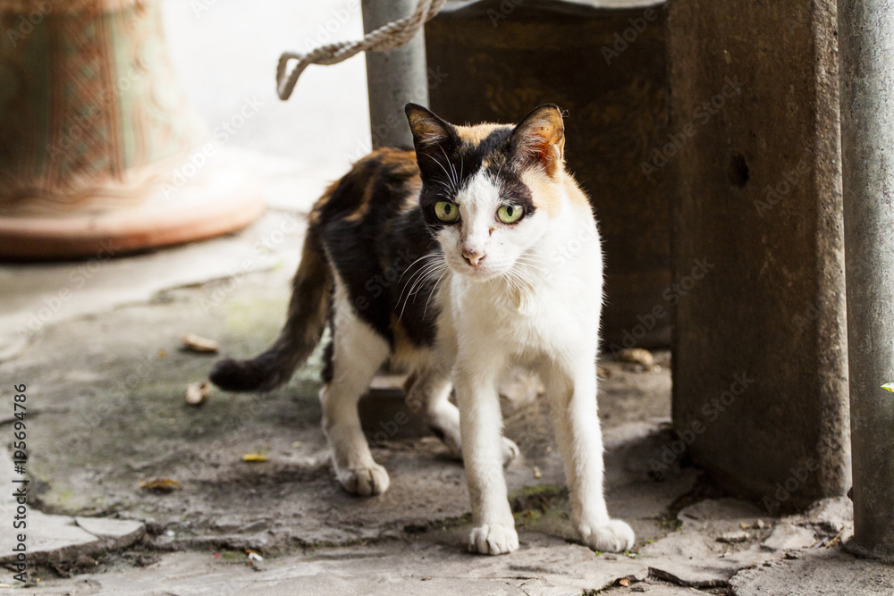 Fototapeta premium see me