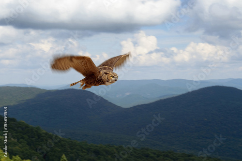 Great horned owl in flight