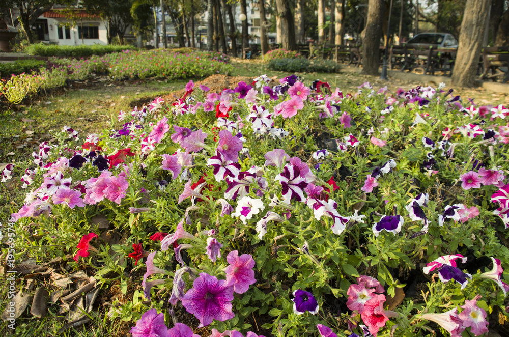 Beautiful Of Pink,Purple and Red Petunia Flowers Blooming  Outdoors.