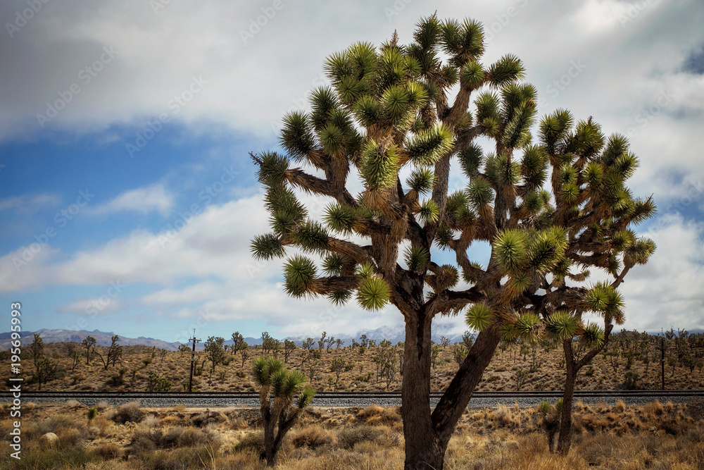 A dominate joshua tree in the foreground with small ones behind it beside a railroad track in the Mojave National Park desert A dominate joshua tree in the foreground with small ones behind it beside a railroad track in the Mojave National Park desert