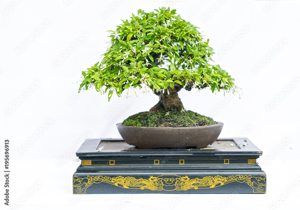 Green old bonsai tree isolated on white background in a pot plant in the shape of the stem is shaped artisans create beautiful art in nature. Green old bonsai tree isolated on white background in a pot plant in the shape of the stem is shaped artisans create beautiful art in nature.