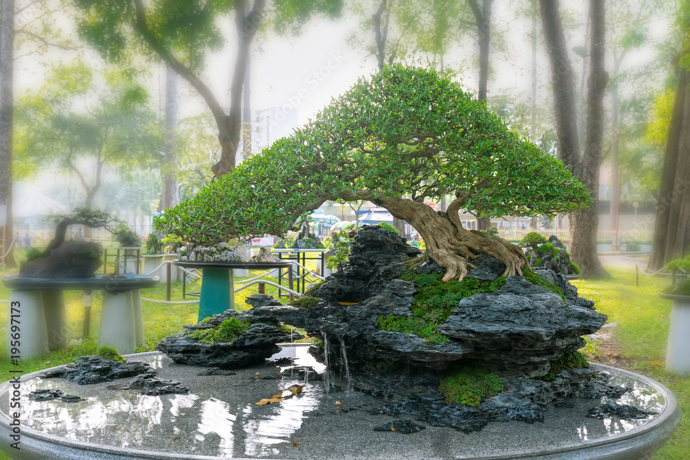 Green bonsai tree in a pot plant in the shape of the stem is shaped  artisans create beautiful art in nature Stock Photo | Adobe Stock