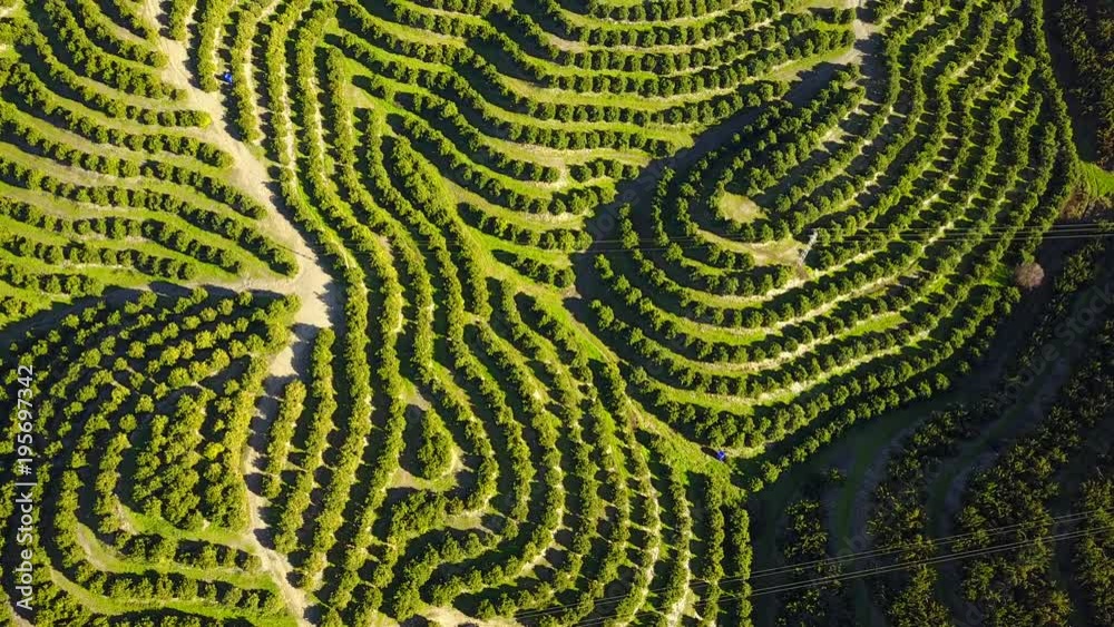Aerial view of orange tree groves on hills