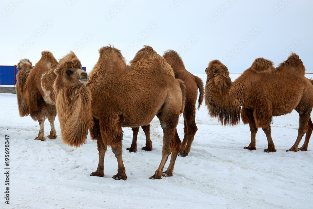 Bactrian camels (Camelus bactrianus) in winter. The Bactrian camel is a ...