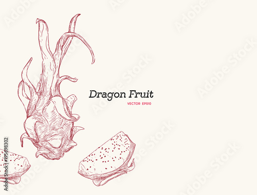 Hand drawn exotic colorful fruits. Engraved style illustration. Vintage dragon fruit frame. Pitaya or pitahaya