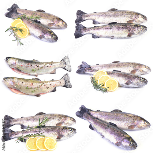 Fish trout on a white background