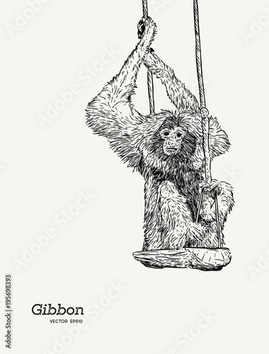 Gibbon monkey sketch vector graphic  drawing.