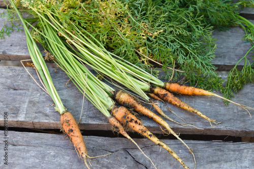 potatoes and carrots harvested from the organic garden