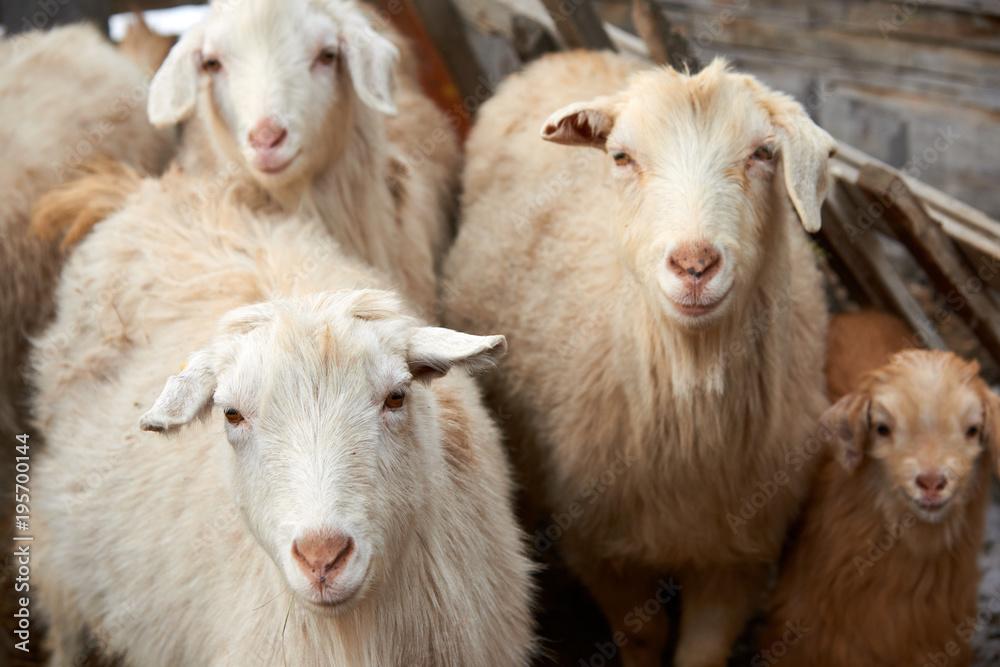 Goatling. The domestic goat (Capra aegagrus hircus). The domestic goat  is a subspecies of goat domesticated from the wild goat of southwest Asia and Eastern Europe.