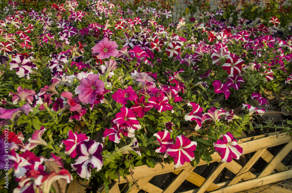 Beautiful Of Pink,Purple,Red and White Petunia Flowers Blooming Outdoors. Beautiful Of Pink,Purple,Red and White Petunia Flowers Blooming Outdoors.