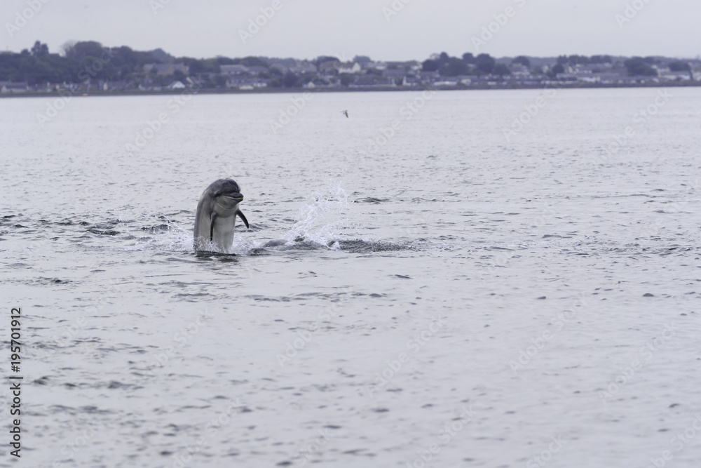 Obraz premium Wild bottlenose dolphin tursiops truncatus