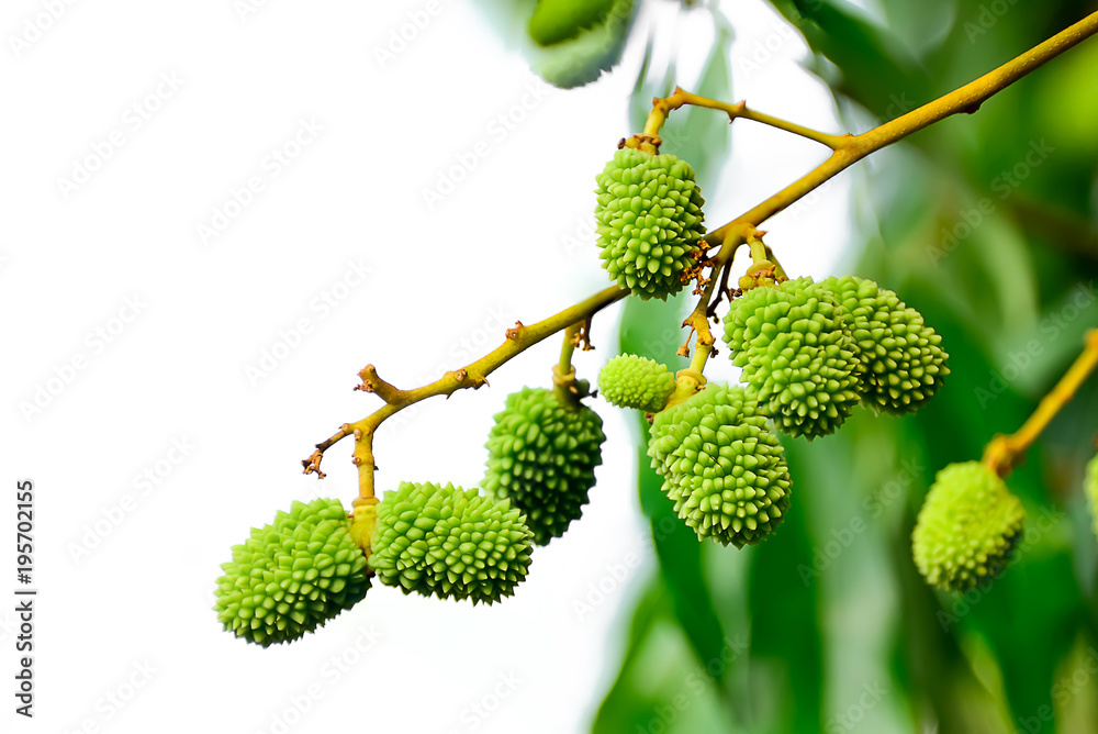 Lychee growing out of the shell is also green. Lychee growing out of the shell is also green.