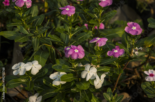 Bautiful Of Pink Purple Orange And Red Petunia Flowers  Blooming In A  Garden.