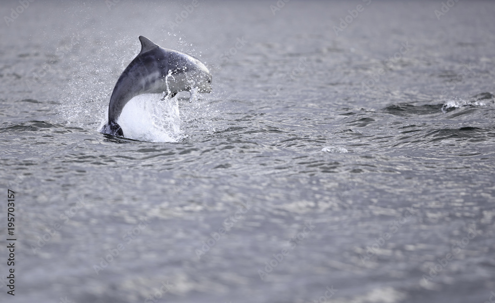 Fototapeta premium Wild bottlenose dolphin tursiops truncatus