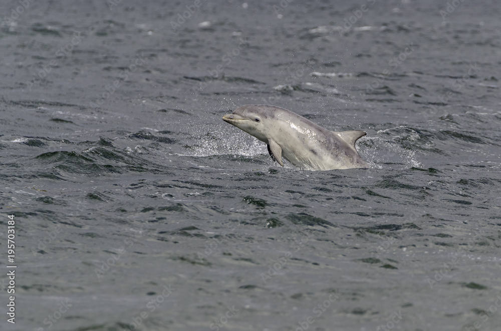 Obraz premium Wild bottlenose dolphin tursiops truncatus