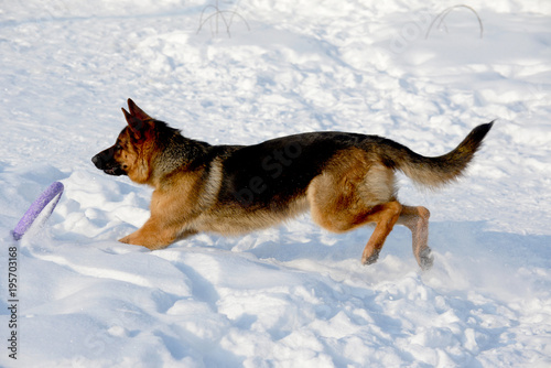 German shepherd playing in the snow © Aleksey Dmetsov