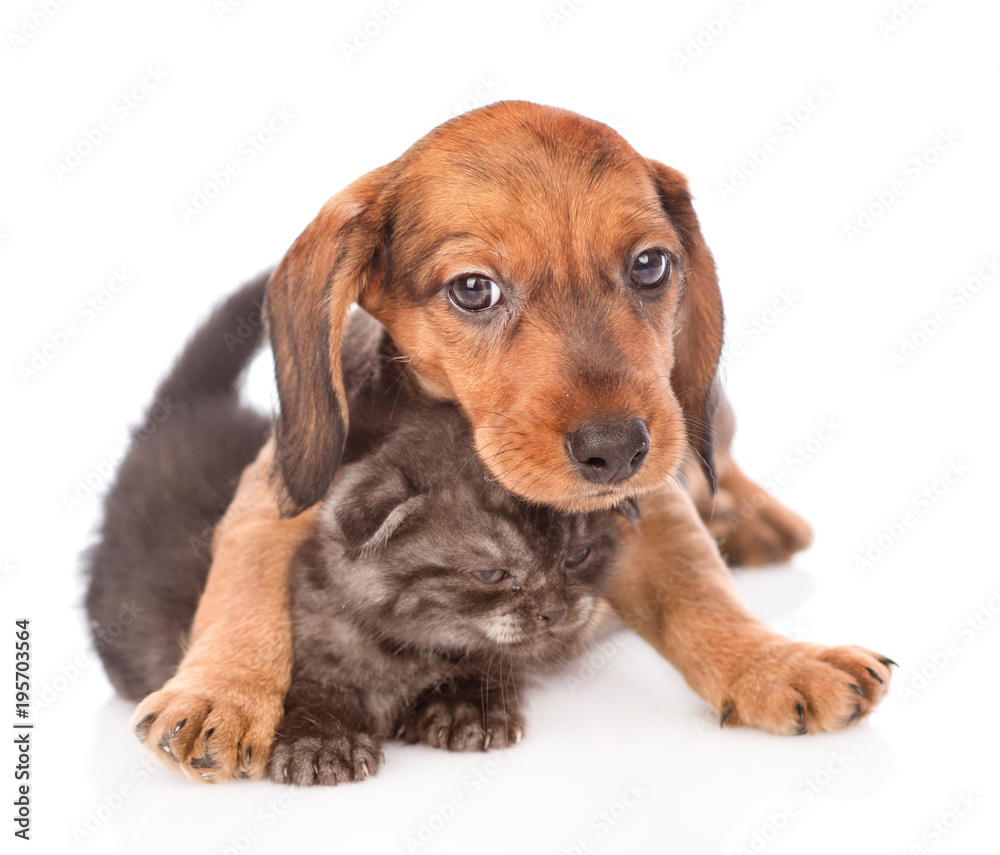 dachshund puppy playing with kitten.  isolated on white background