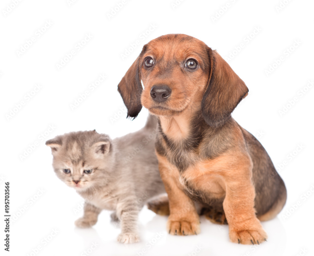 dachshund puppy with kitten looking at camera.  isolated on white background
