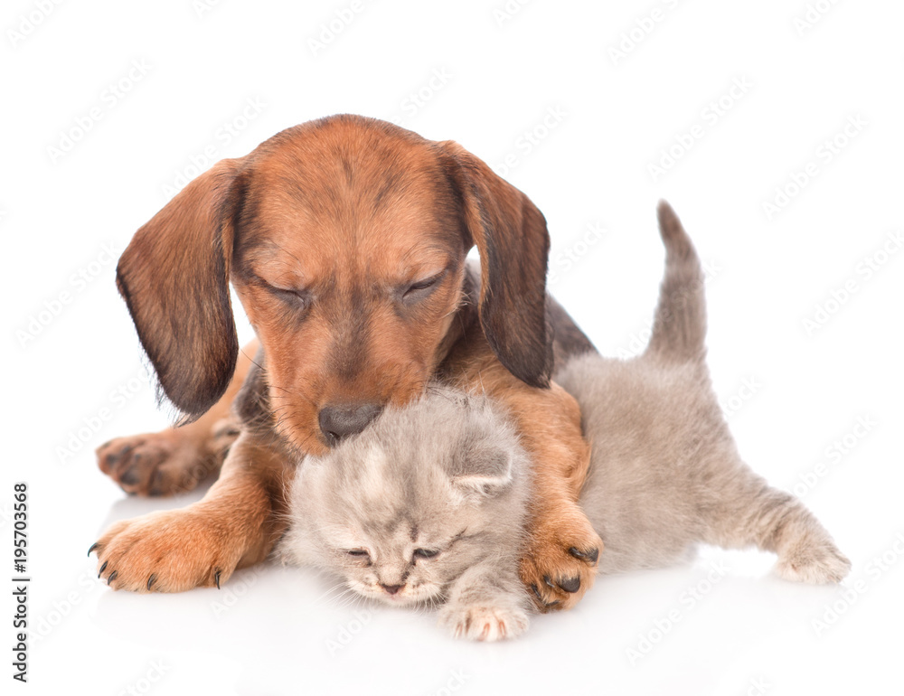 Fototapeta premium dachshund puppy embracig tiny kitten. isolated on white background