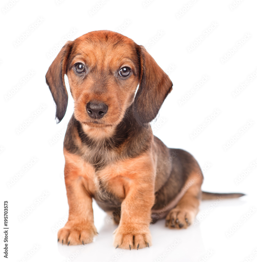 Dachshund puppy sitting in front view and looking at camera. isolated on white background