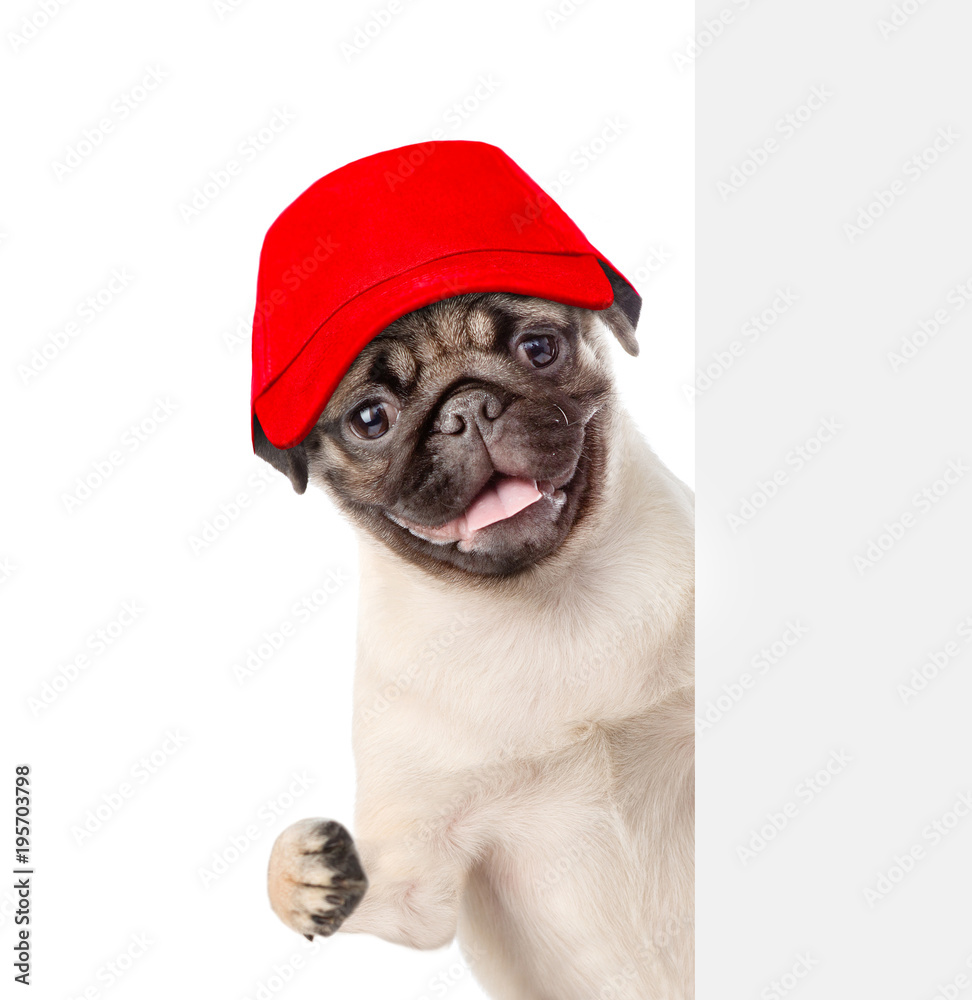 Dog in red cap behind white banner. isolated on white background Dog in red cap behind white banner. isolated on white background