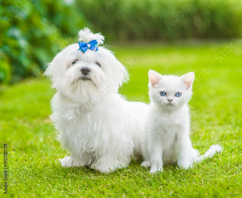 White maltese puppy and chinchilla cat sitting together on green grass