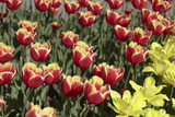 Multicolored tulips, growing on a flowerbed. Colorful Background.