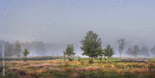 Lonely trees on green misty meadow illuminated by sunlight in the morning. The landscape of the morning summer nature in foggy early morning. A peaceful picturesque place at outdoor.