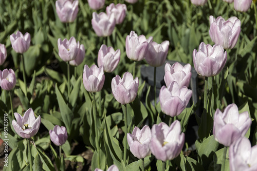 Multicolored tulips, growing on a flowerbed. Colorful Background.