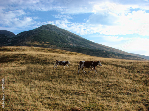 Cows on the mountain