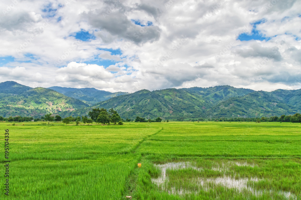 rice fields in Vietnam, against the background of mountains and cloudy skies, on the border with Cambodia